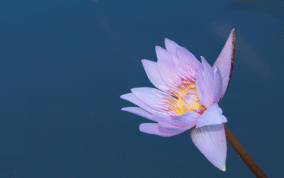 Facing my mind in meditation