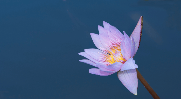 Facing my mind in meditation